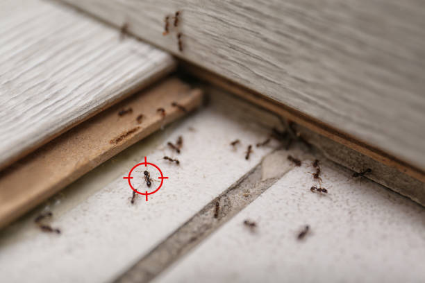 Best Pest Inspection Near Me  in Eagle, NE