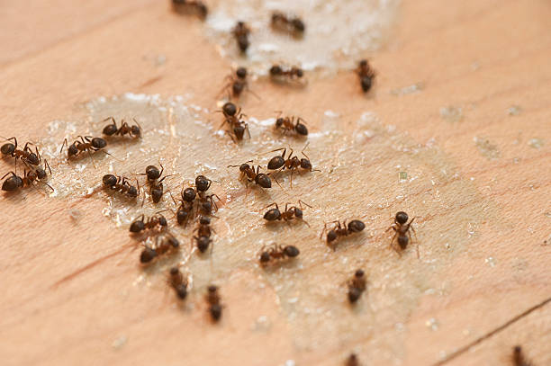 Best Affordable Pest Control Services  in Eagle, NE