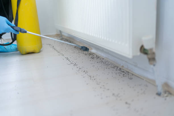 Best Emergency Pest Control  in Eagle, NE